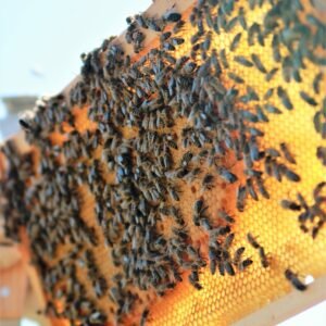 Bienenpatenschaften - Der Bienen zur Liebe